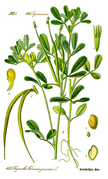 Botanically accurate drawing of fenugreek